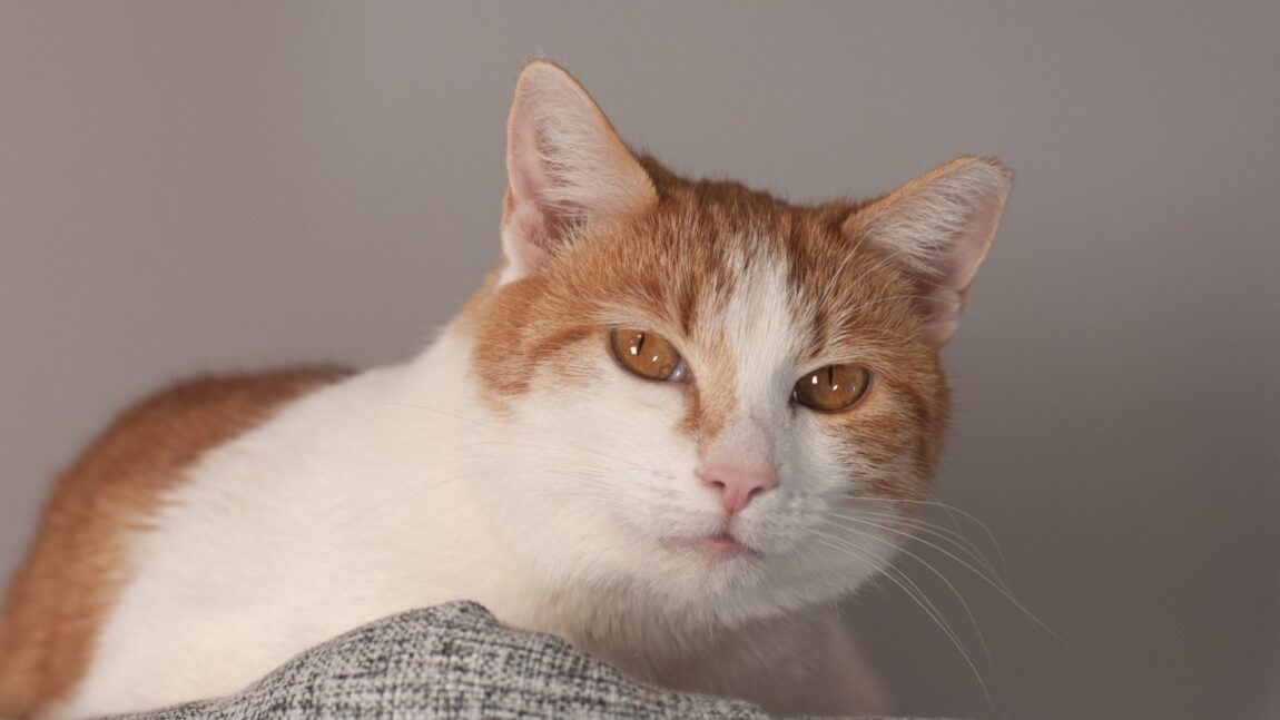 Świrek – aktualizacja