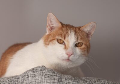 Świrek – aktualizacja