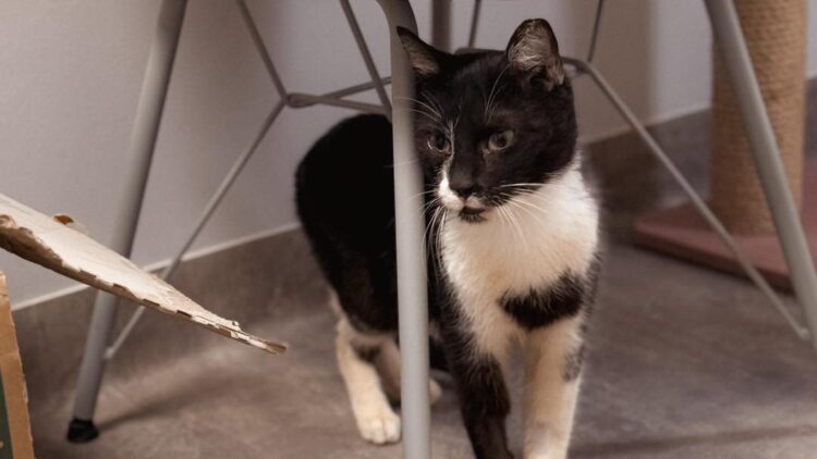 Teodor – aktualizacja