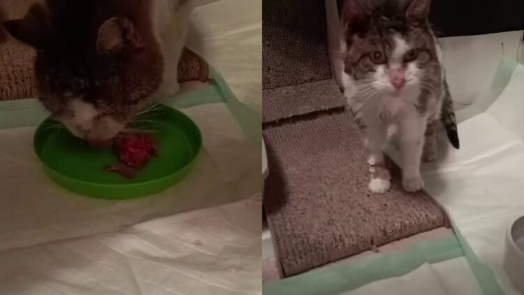 Terka – aktualizacja