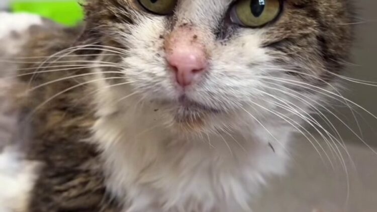 Terka – aktualizacja