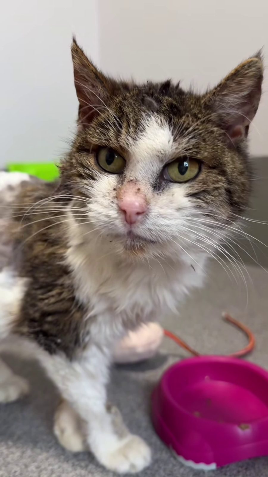 Terka – aktualizacja