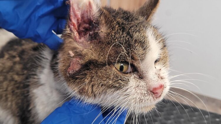 Tragiczna historia Terki