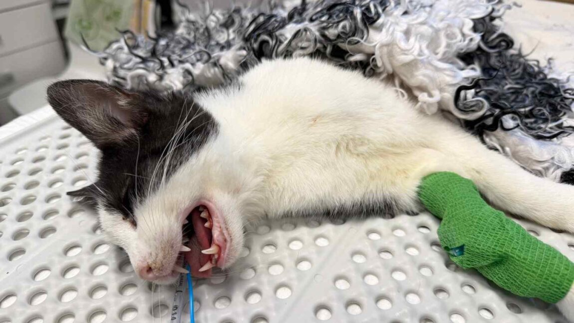 Peso i Lira po zabiegach stomatologicznych