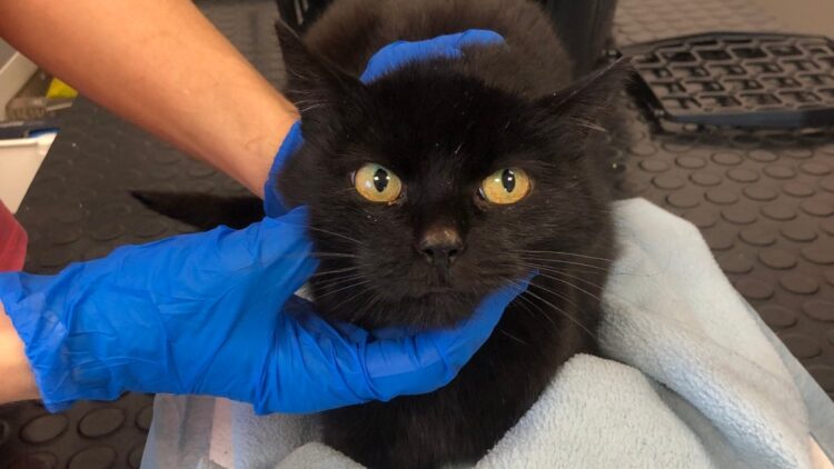 Zella – kotka z działek