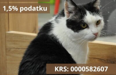 Przekaż 1.5% podatku i pomóż kotom