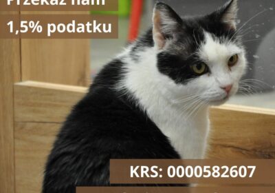 Przekaż 1.5% podatku i pomóż kotom