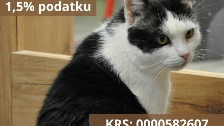 Przekaż 1.5% podatku i pomóż kotom