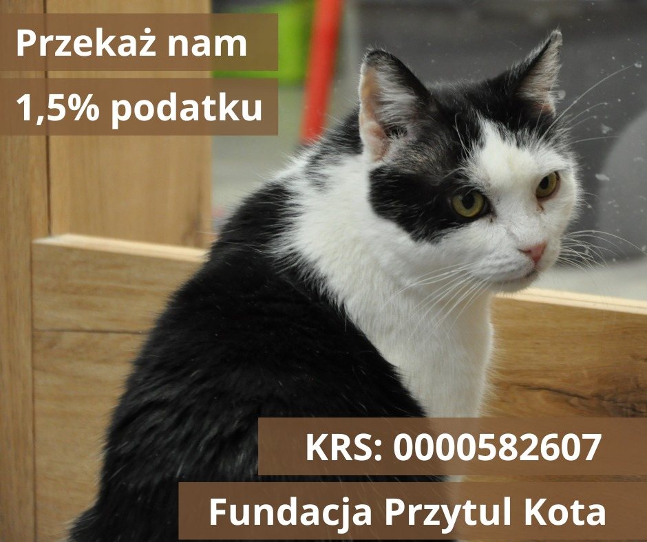 Przekaż 1.5% podatku i pomóż kotom