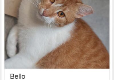 Bello szuka domu