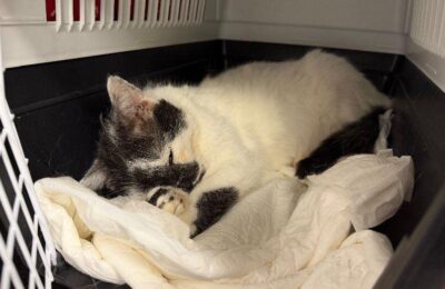 Borowik – aktualizacja