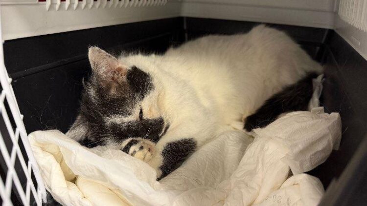 Borowik – aktualizacja