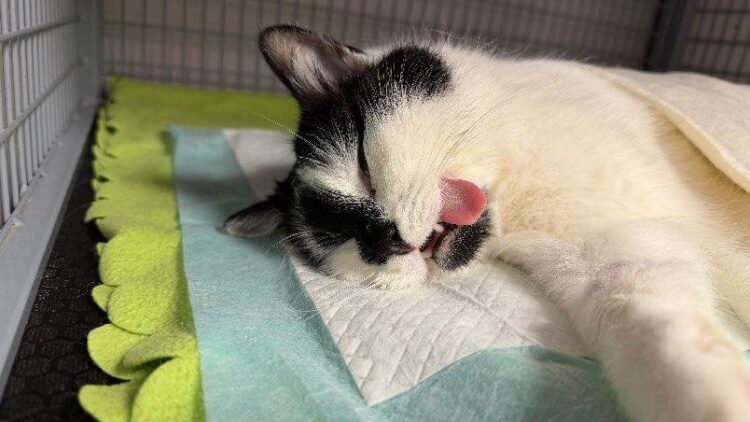 Coral – aktualizacja