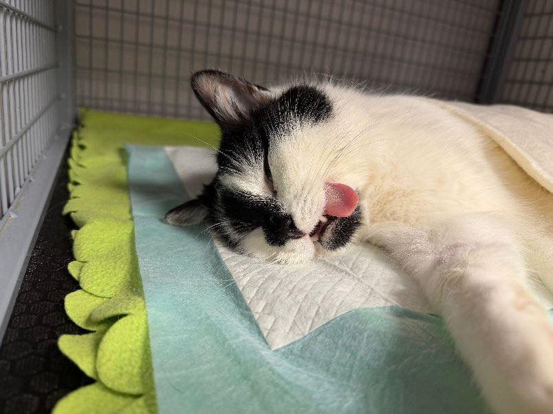 Coral – aktualizacja