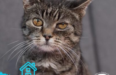 Domki (i bardzo ważna informacja!)