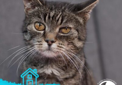 Domki (i bardzo ważna informacja!)