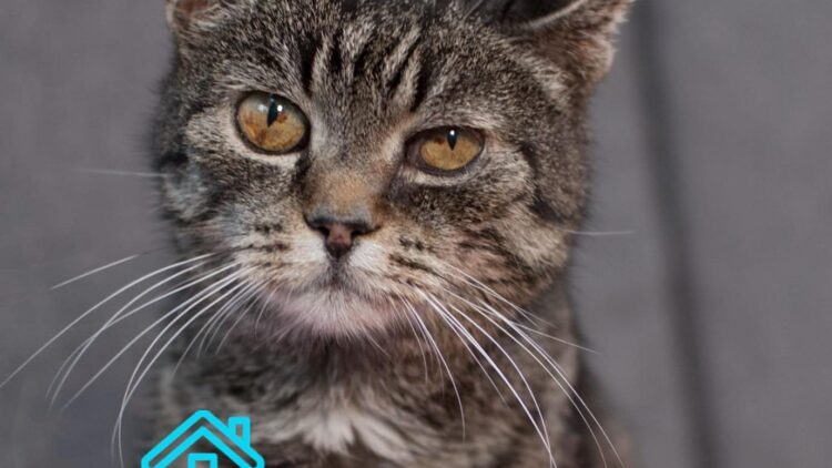 Domki (i bardzo ważna informacja!)