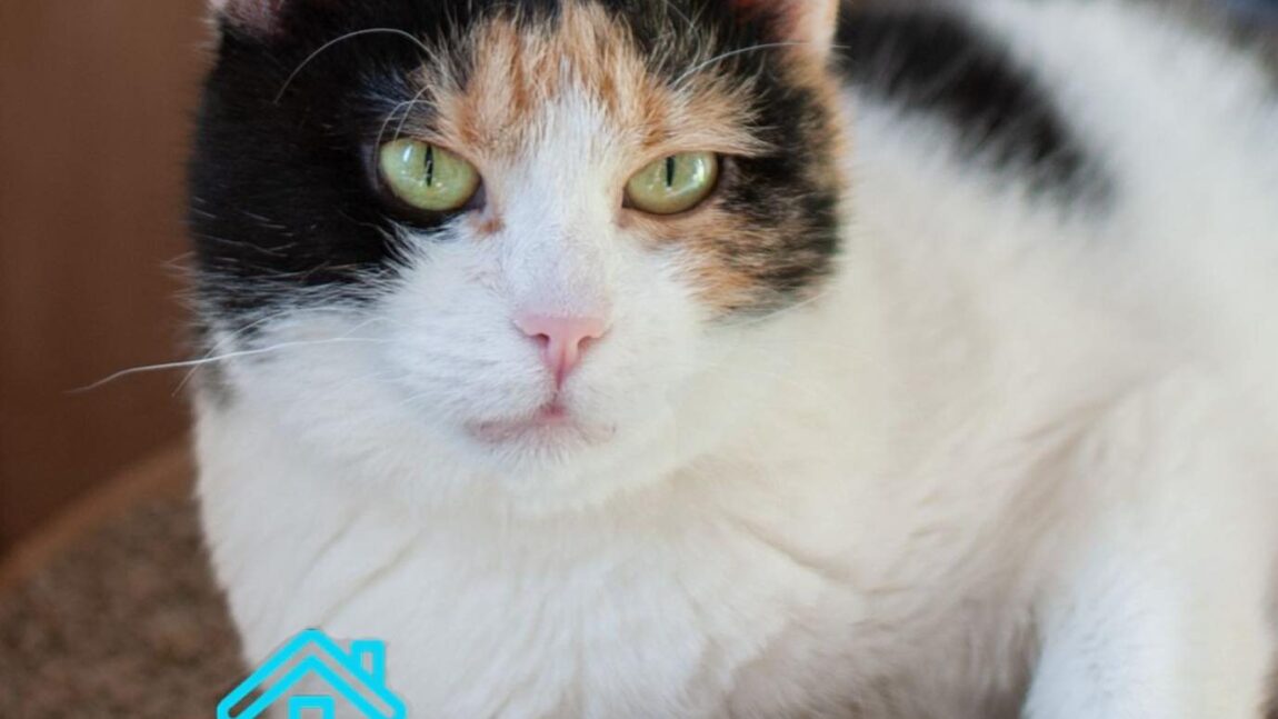 Calico