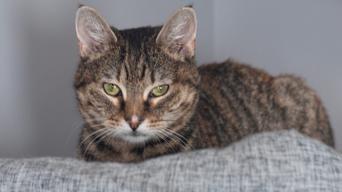 Koty Ewy Mrau – aktualizacja