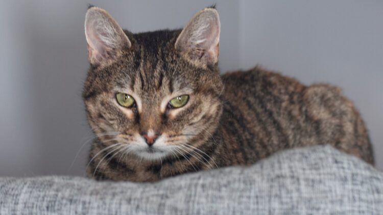 Koty Ewy Mrau – aktualizacja