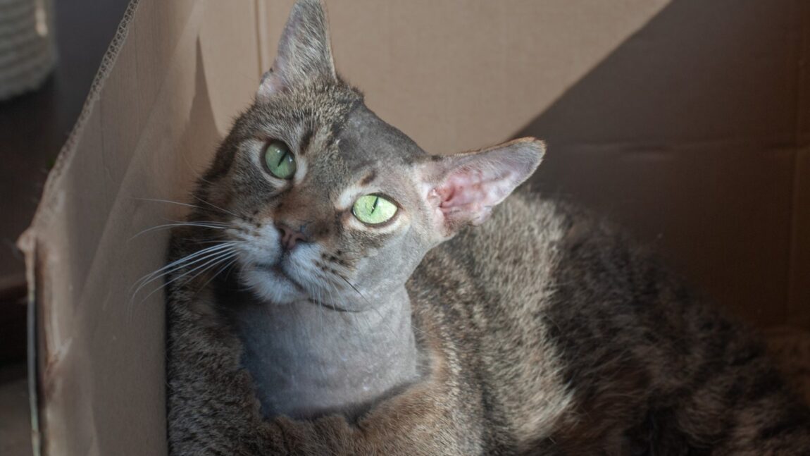 Obi – aktualizacja