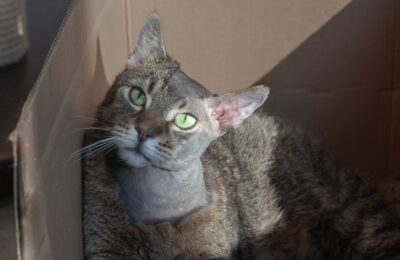 Obi – aktualizacja