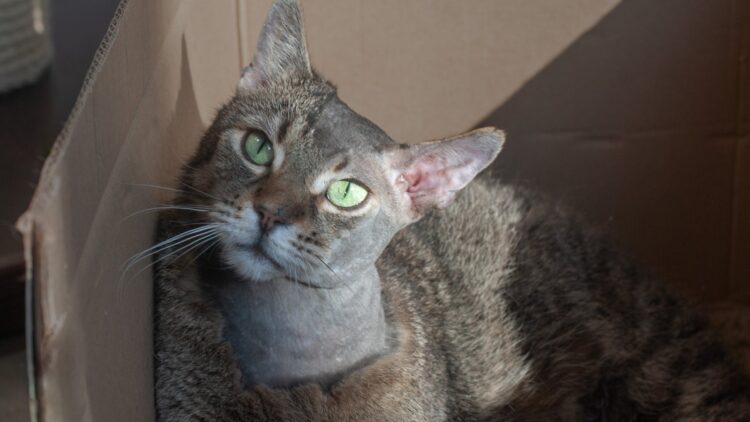 Obi – aktualizacja