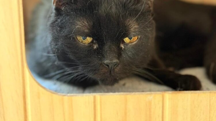 Radek – aktualizacja