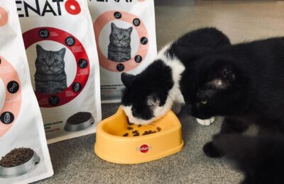 Podziękowania dla producenta karmy VENATO