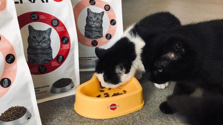 Podziękowania dla producenta karmy VENATO