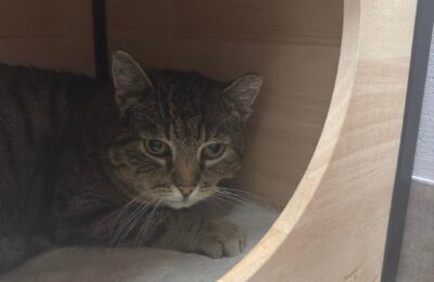 Babuszka – aktualizacja