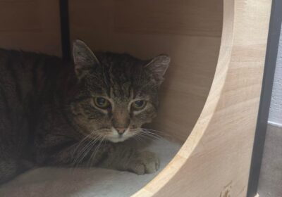 Babuszka – aktualizacja