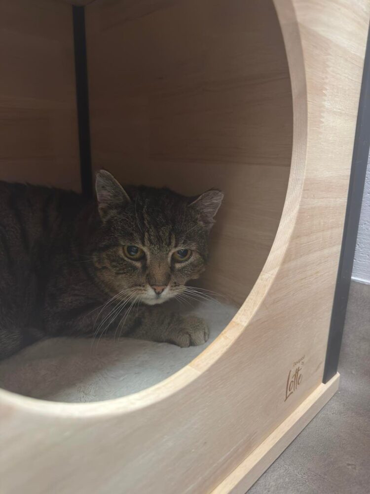 Babuszka – aktualizacja