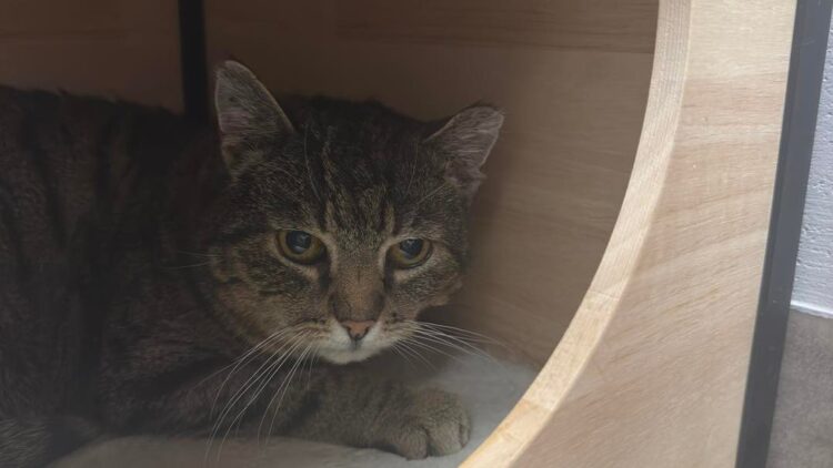 Babuszka – aktualizacja