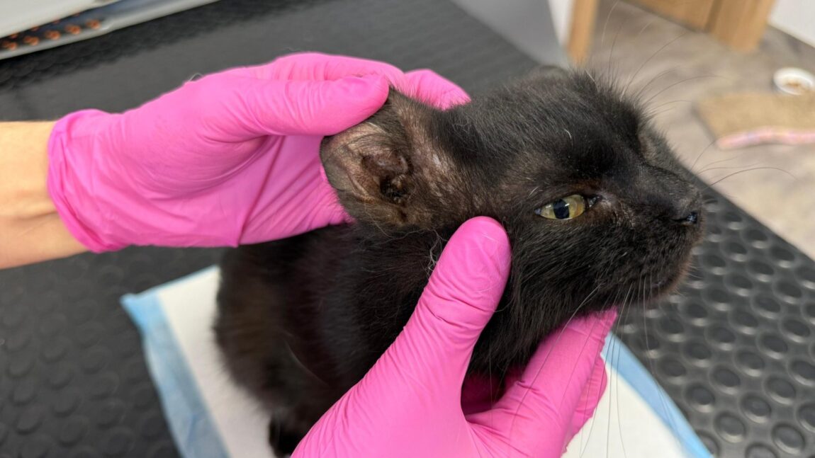 Beko – porzucony na działkach