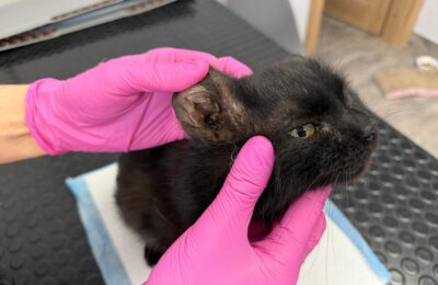 Beko – porzucony na działkach