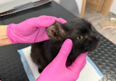 Beko – porzucony na działkach