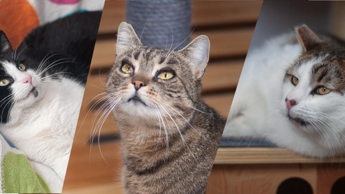 Hera, Pędzel, Lancet – wspaniałe nowiny