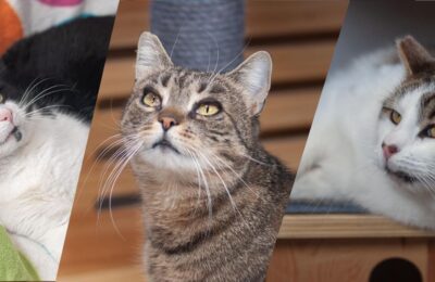 Hera, Pędzel, Lancet – wspaniałe nowiny