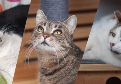 Hera, Pędzel, Lancet – wspaniałe nowiny