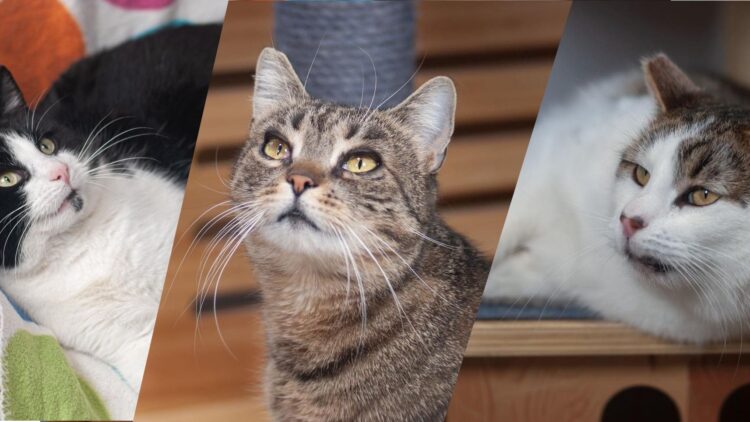 Hera, Pędzel, Lancet – wspaniałe nowiny