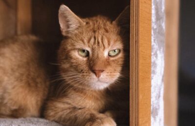 Krokiet – aktualizacja