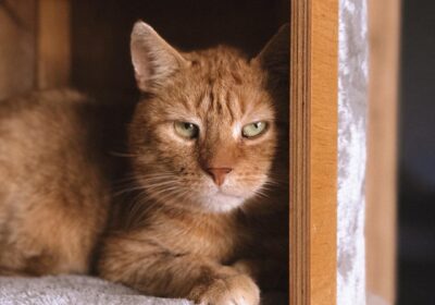 Krokiet – aktualizacja