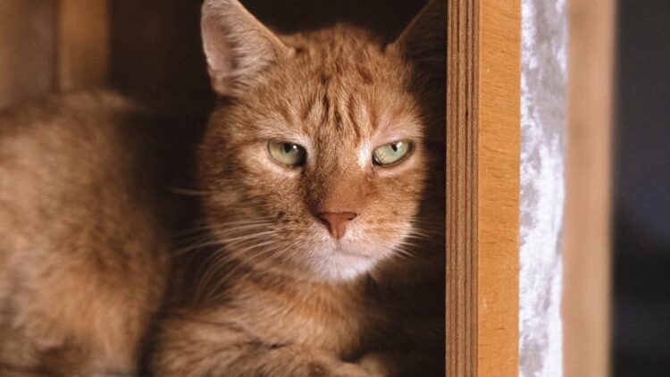 Krokiet – aktualizacja