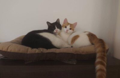 Racuch pozdrawia z domku