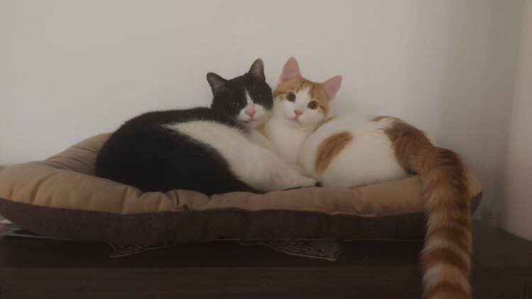 Racuch pozdrawia z domku