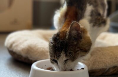 Terka – aktualizacja