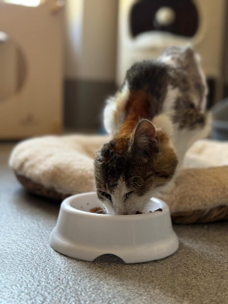 Terka – aktualizacja