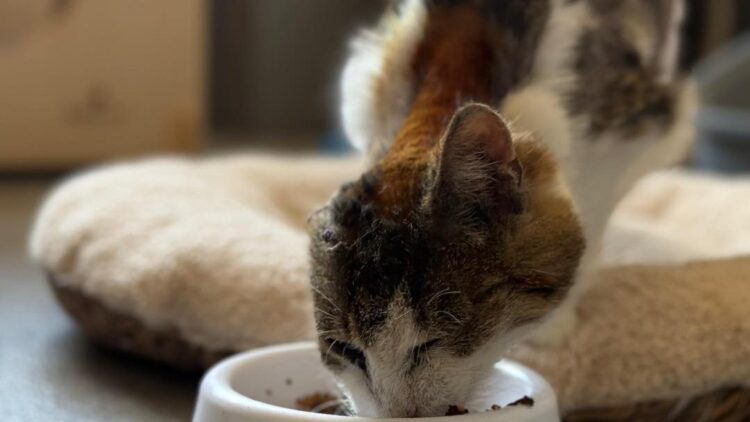 Terka – aktualizacja