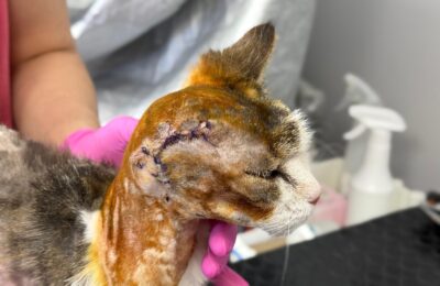 Terka – aktualizacja